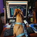 Guille's dachshund in front of a computer